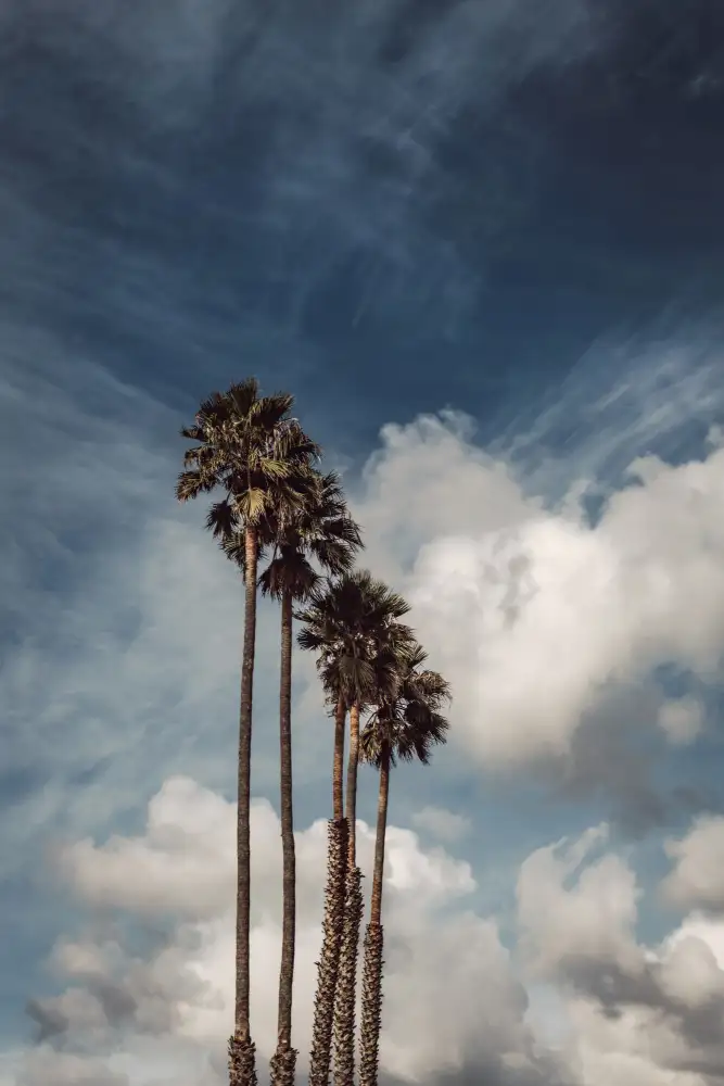 Mossholder, Tim: Palmiers et nuages