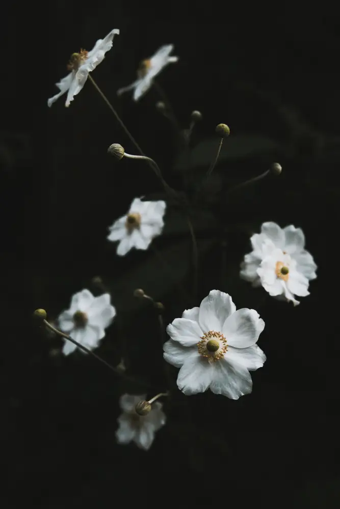 Mossholder, Tim: Fleurs blanches