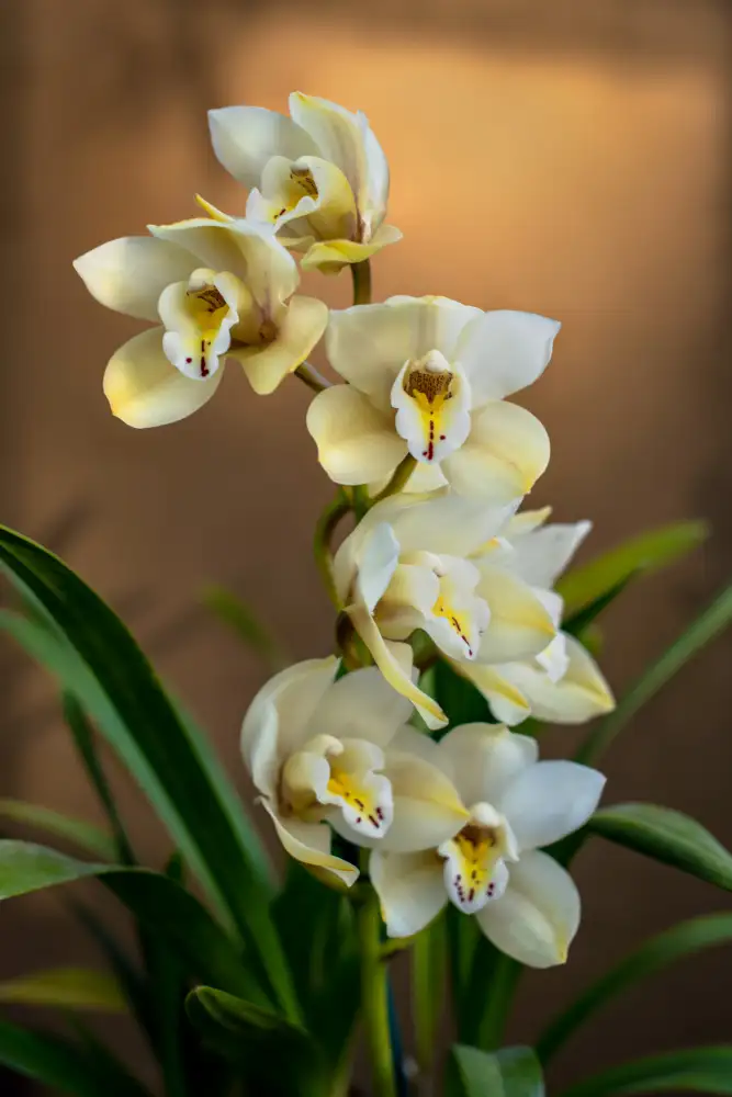 Mossholder, Tim: Orchidées