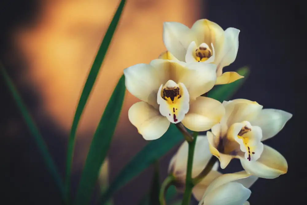 Mossholder, Tim: Orchidées