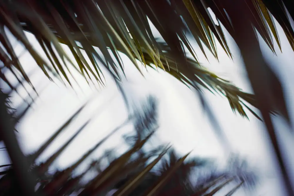Mossholder, Tim: Branches de palmier