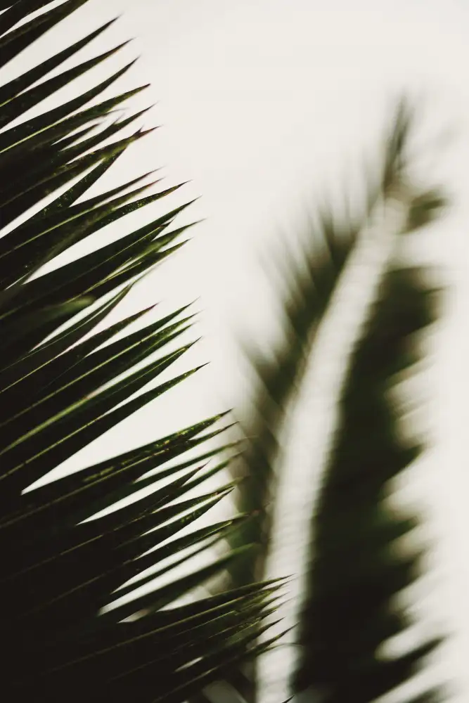 Mossholder, Tim: Branches de palmier