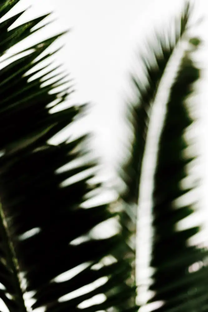 Mossholder, Tim: Branches de palmier