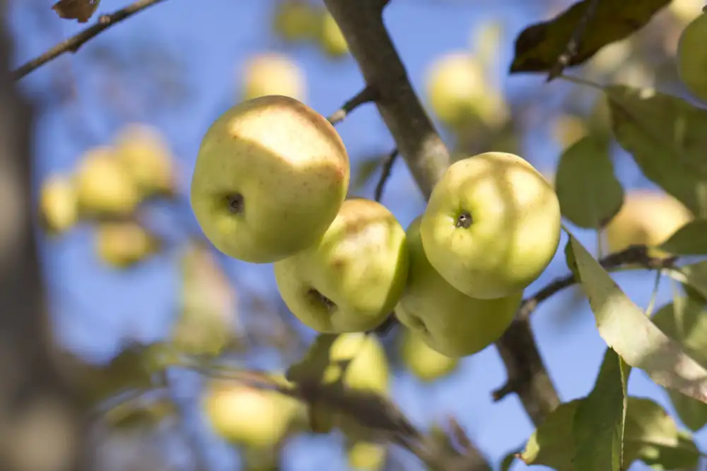 Mossholder, Tim: Fructueux
