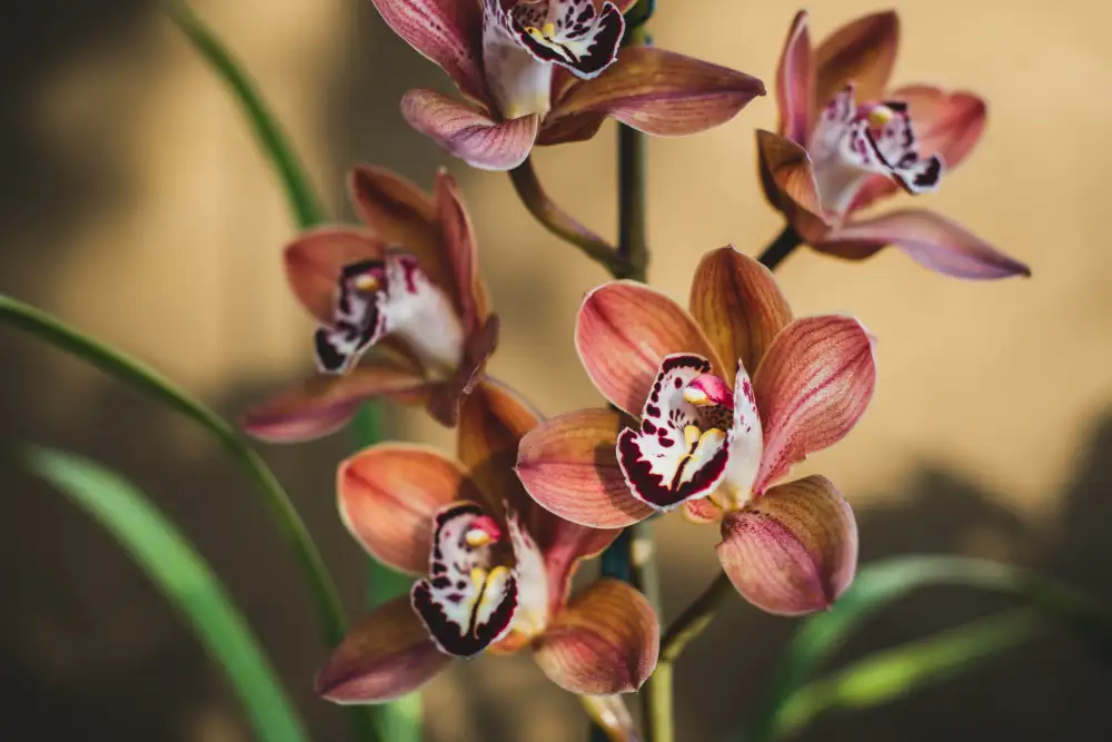 Mossholder, Tim: Orchidées oranges