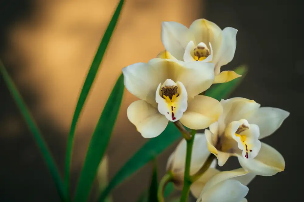 Mossholder, Tim: Orchidées blanches
