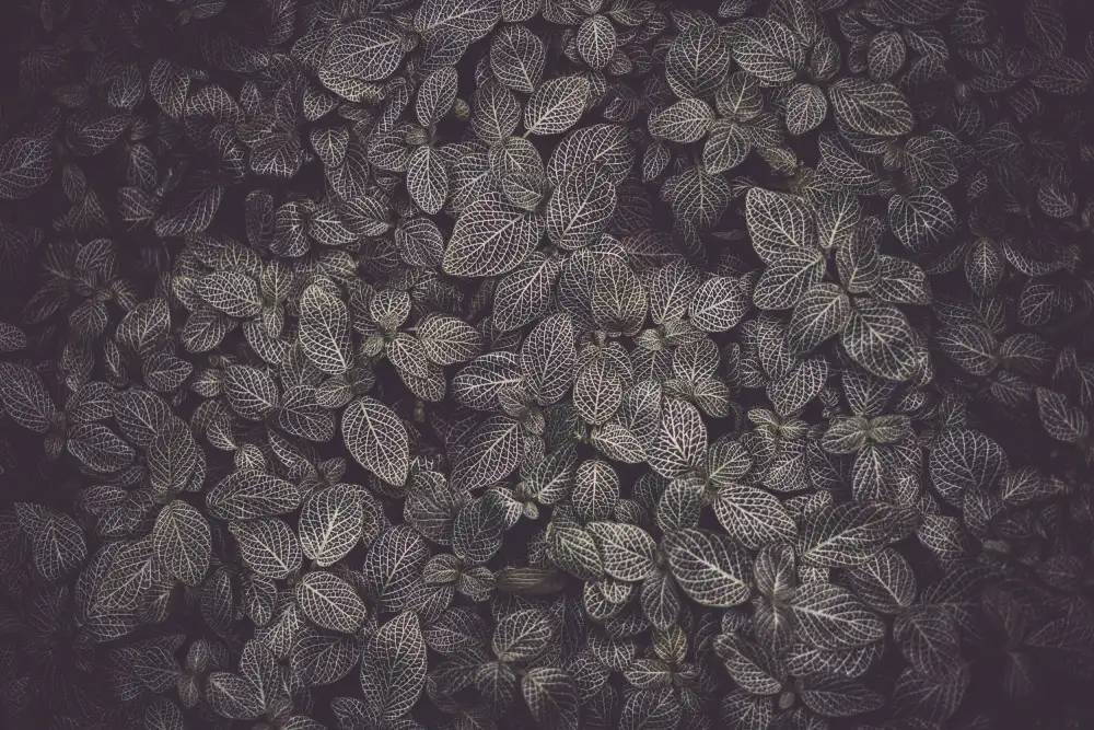 Mossholder, Tim: Couverture Flore