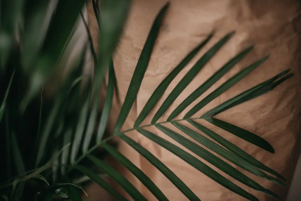 Mossholder, Tim: Palmiers et papier artisanal