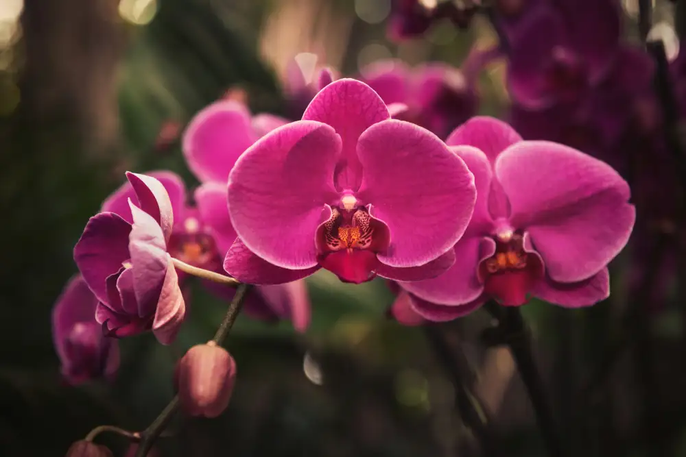 Mossholder, Tim: Orchidée rose vif