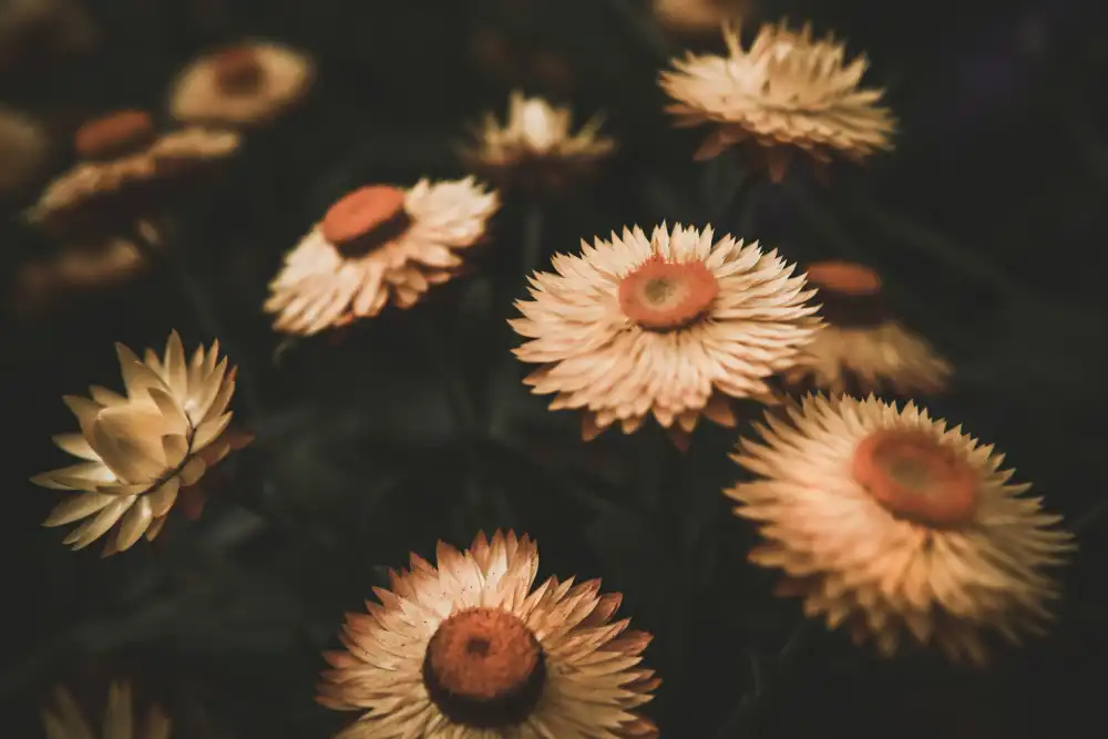 Mossholder, Tim: Fleurs fanées