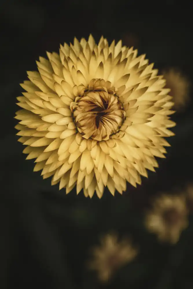 Mossholder, Tim: Texture florale jaune