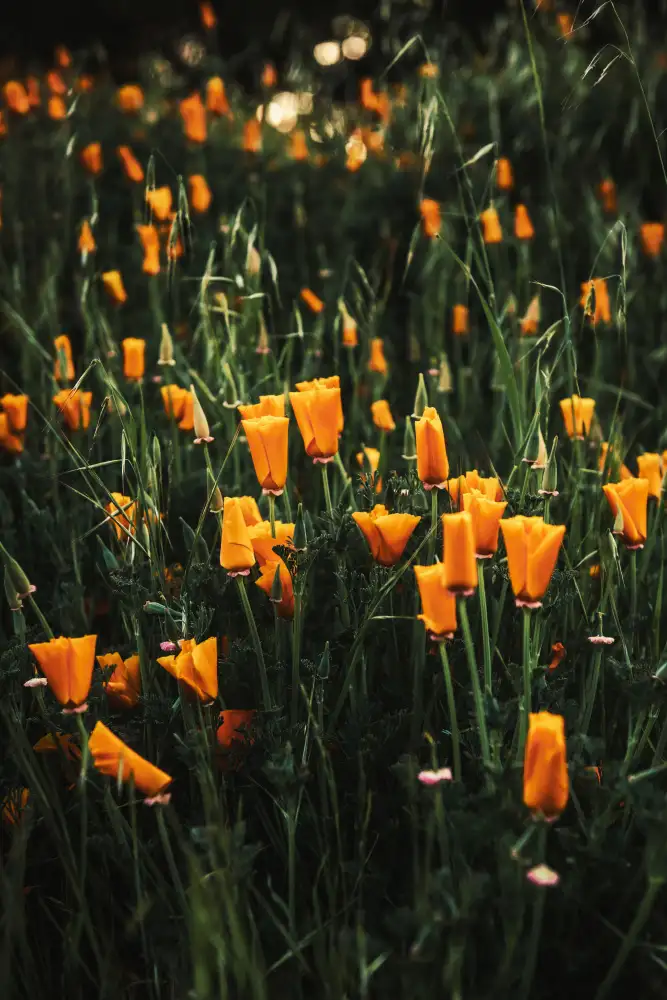 Mossholder, Tim: Coquelicots dorés