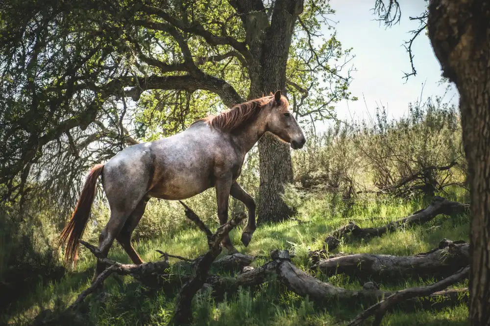 Mossholder, Tim: Cheval à flanc de colline