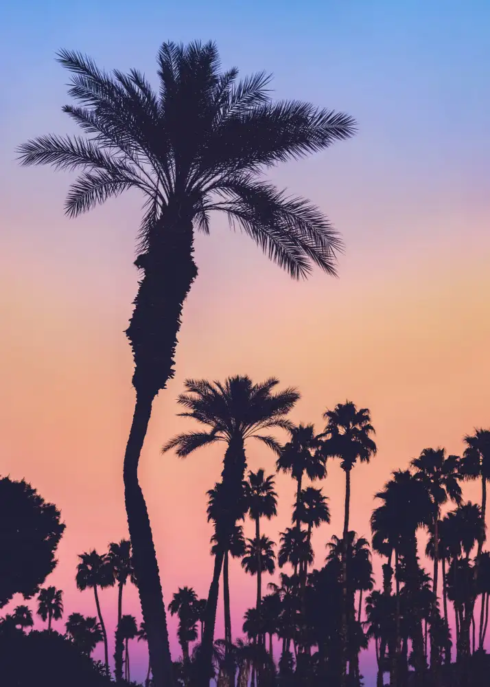 Mossholder, Tim: Palmiers au coucher du soleil
