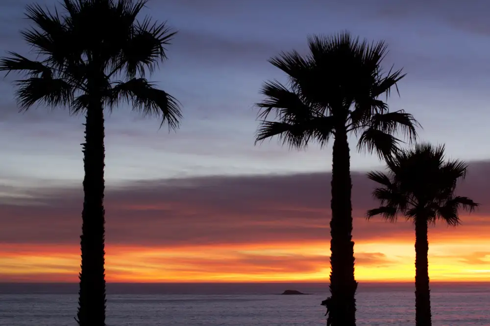 Mossholder, Tim: Palmiers au coucher du soleil