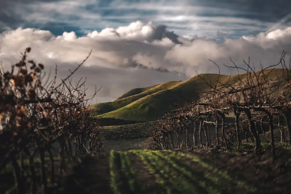 Mossholder, Tim: Vignobles sombres