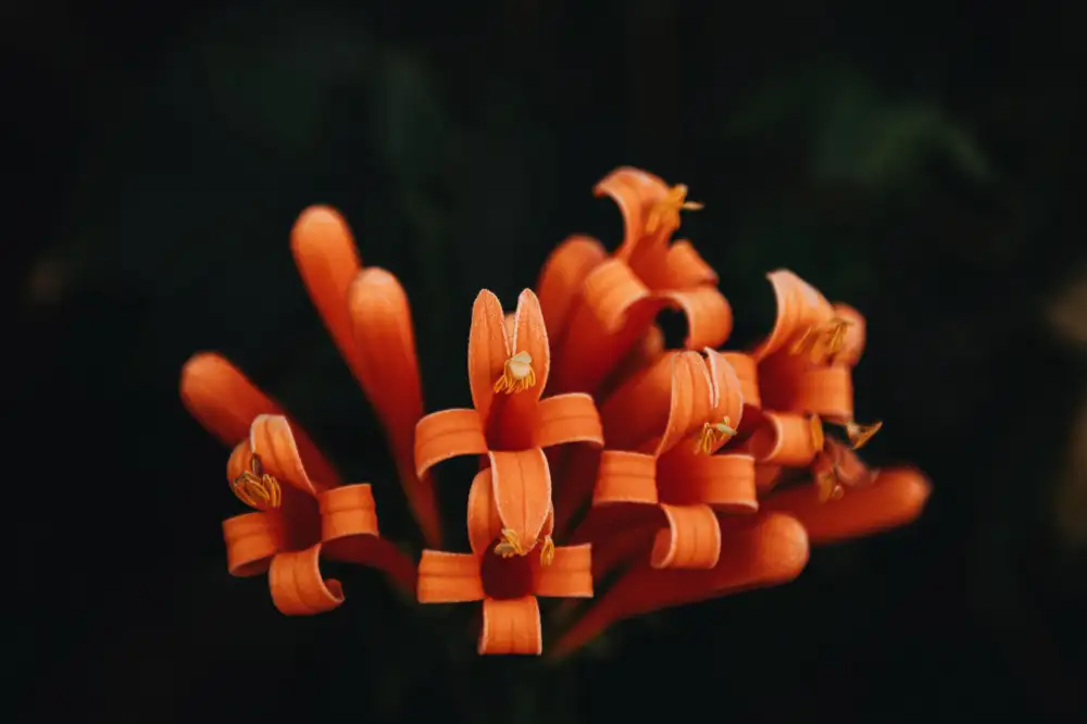 Mossholder, Tim: oranžové květy