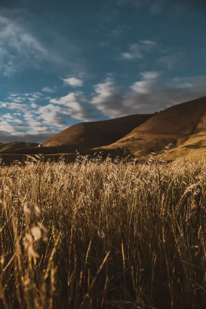 Mossholder, Tim: Flanc de colline et herbe