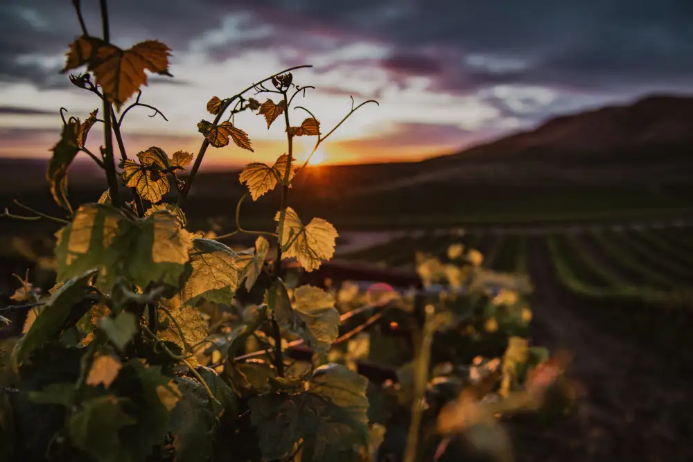 Mossholder, Tim: Vignobles