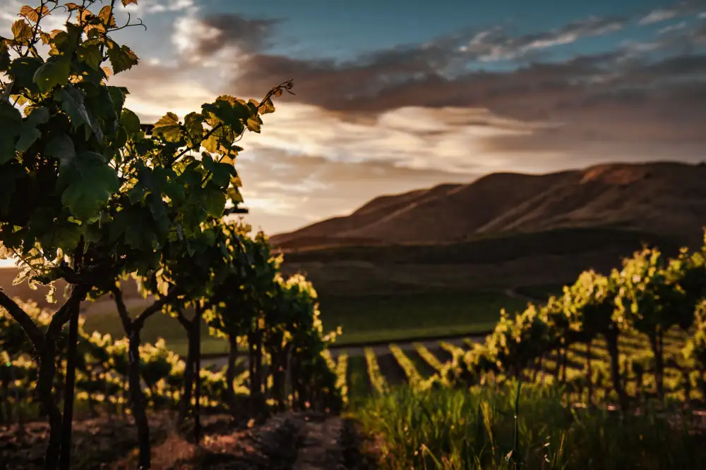 Mossholder, Tim: Vignobles
