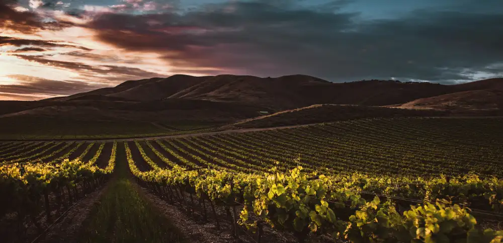 Mossholder, Tim: Vignobles