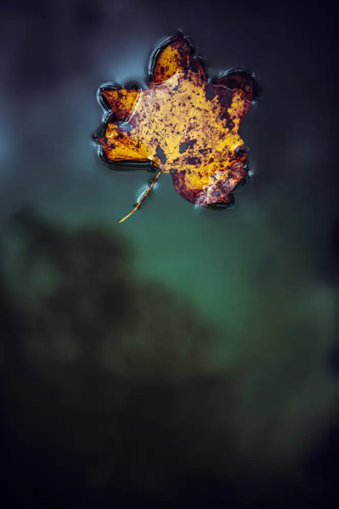 Mossholder, Tim: Feuille sur l'eau