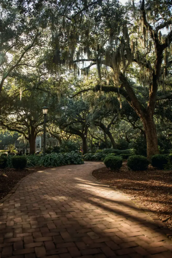 Mossholder, Tim: Chênes à Savannah