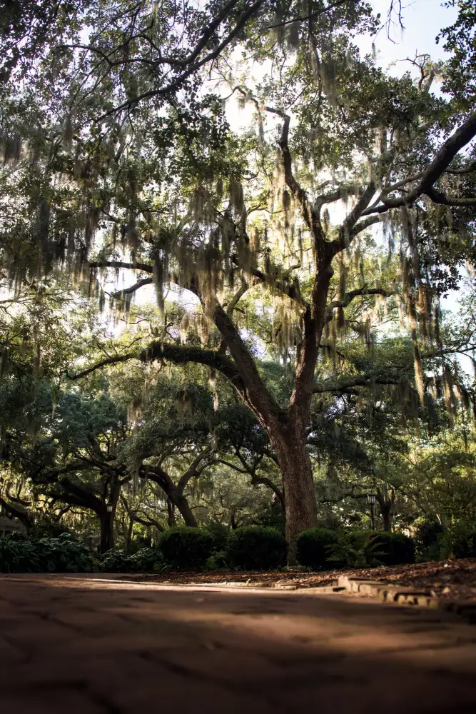 Mossholder, Tim: Chênes à Savannah