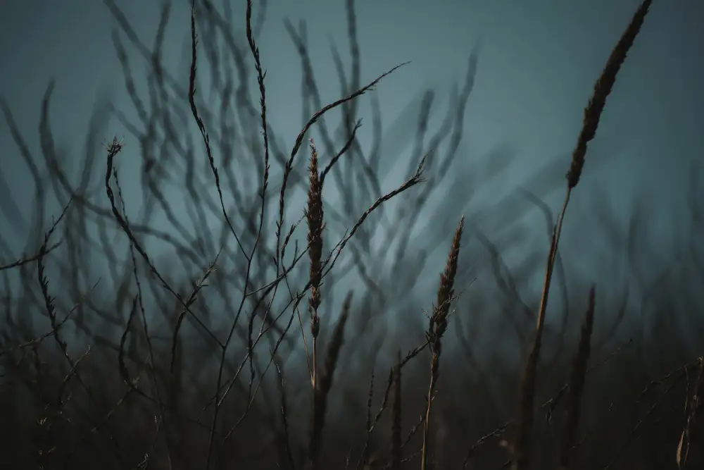 Mossholder, Tim: Nature sombre
