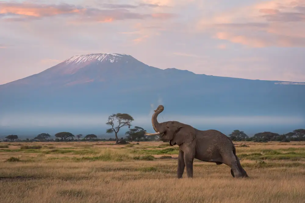 Chen, J. John: The Morning of Kilimanjaro