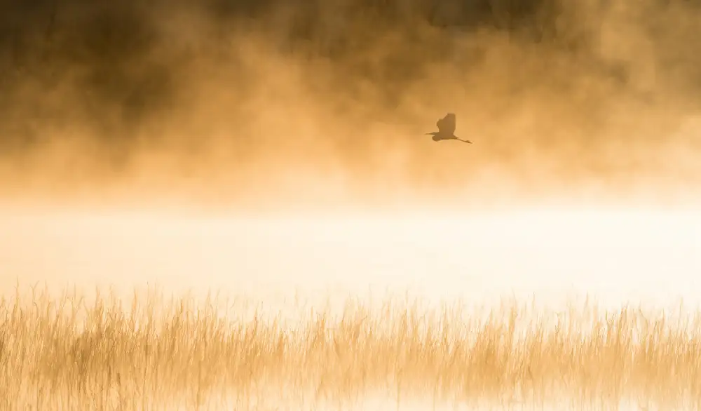 Li, Alex: Morning Flight