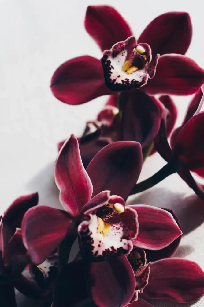 uplusmestudio: Orquídea de terciopelo