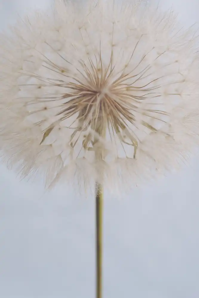 uplusmestudio: diente de león delicado