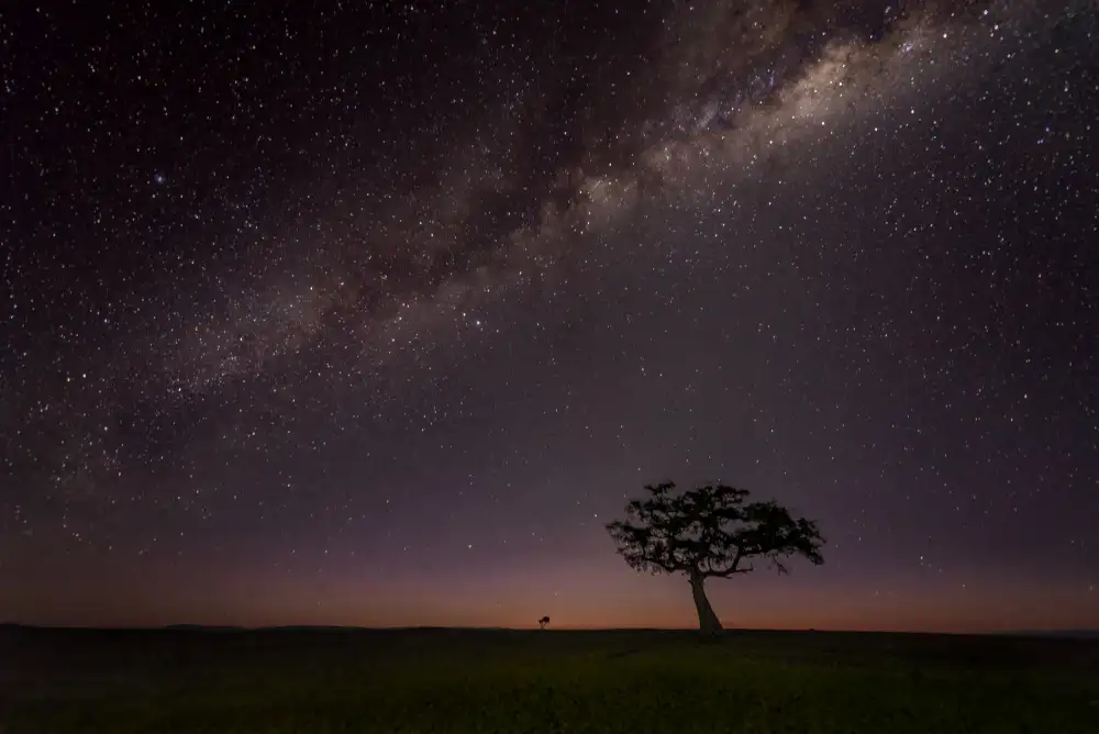 Chen, J. John: The Night of Maasai Mara