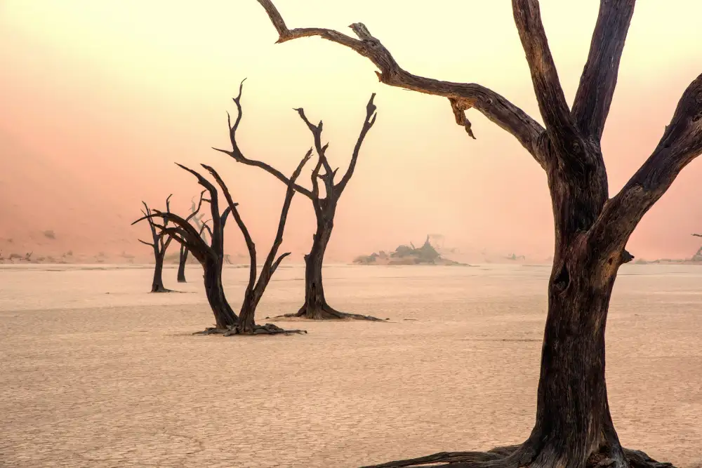 DAmico, Giuseppe: Fog and trees in the desert