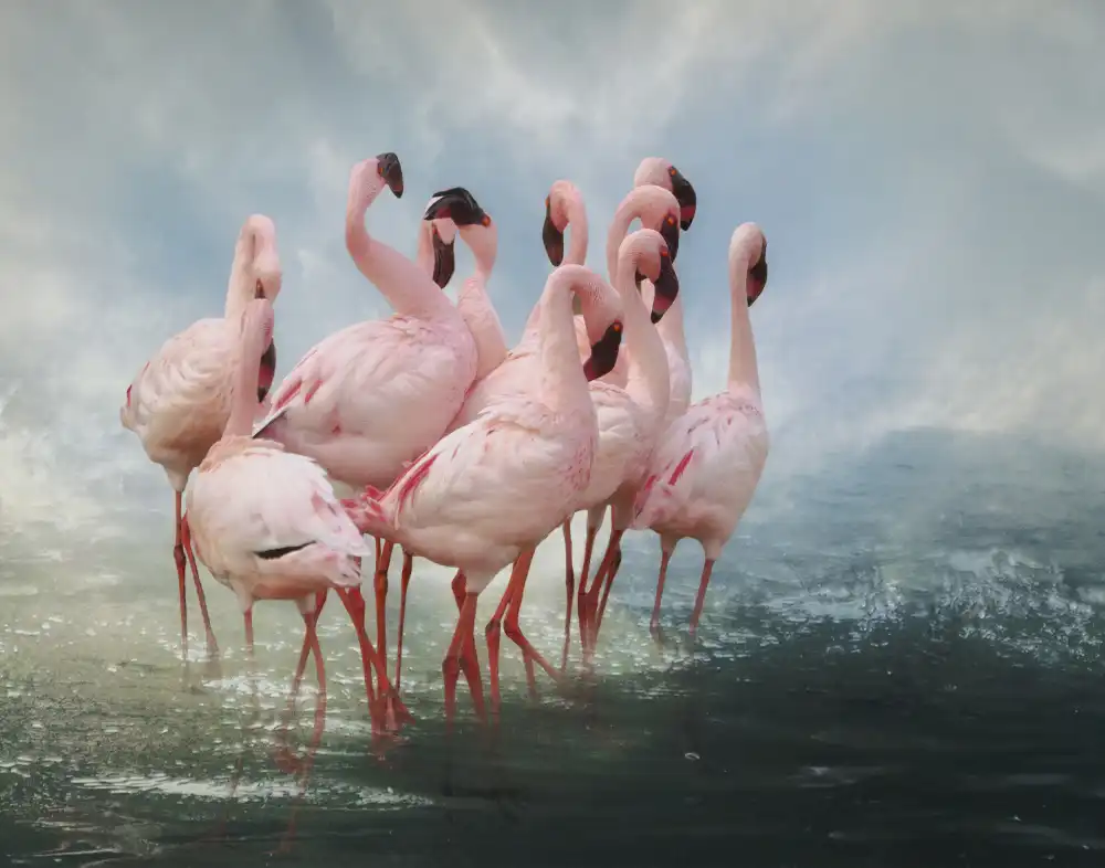 Wisniowska, Krystina: Lesser Flamingo Summit