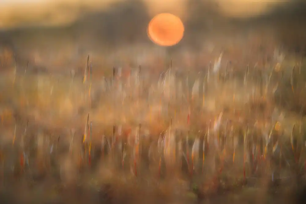 Bouhuijzen, Ina: sunrise among the rough hair moss