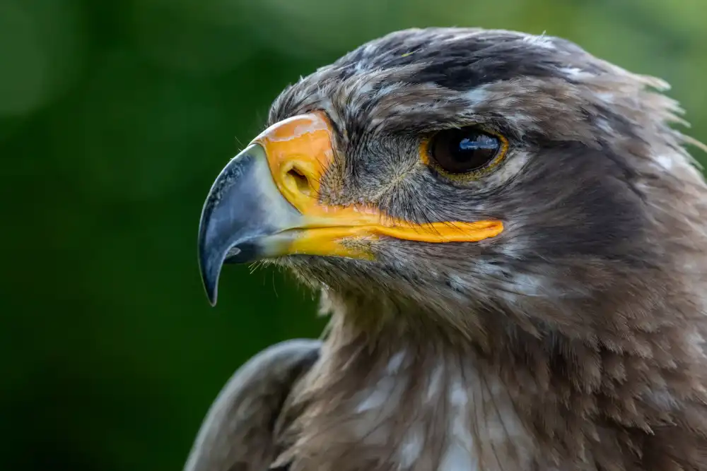 Zimmermann, Urs: Ojos de águila