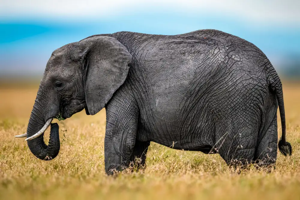 Elsheshtawy, Ahmed: Elephant