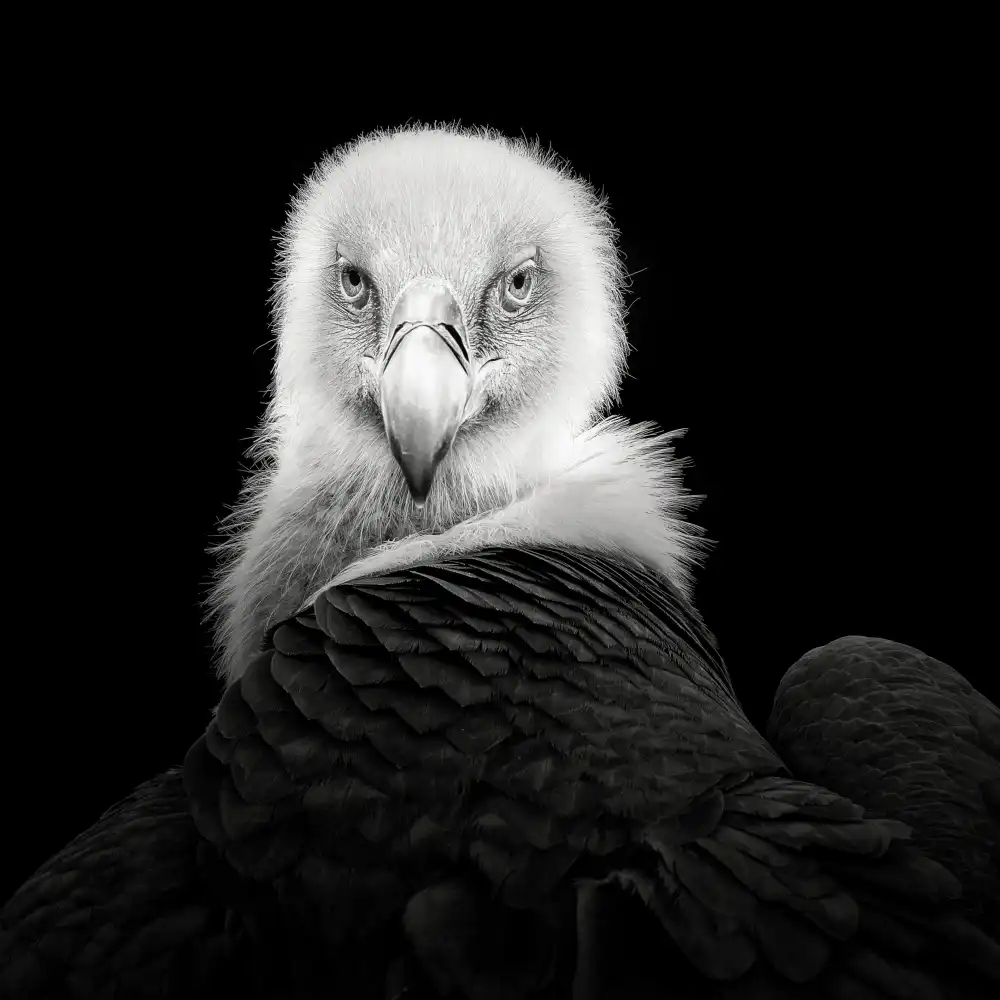 Meermann, Christian: Eurasian Griffon #6