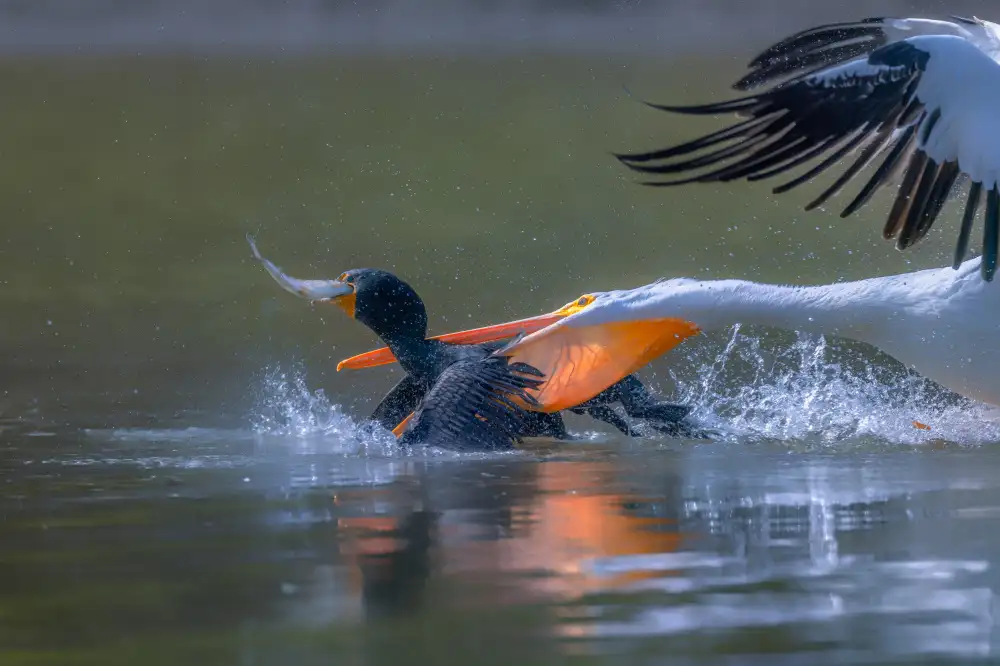 Huang, Johnson: Pelicon & Cormorant
