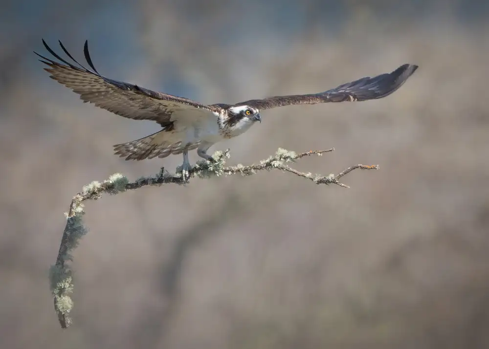 Li, Alex: Nest Building
