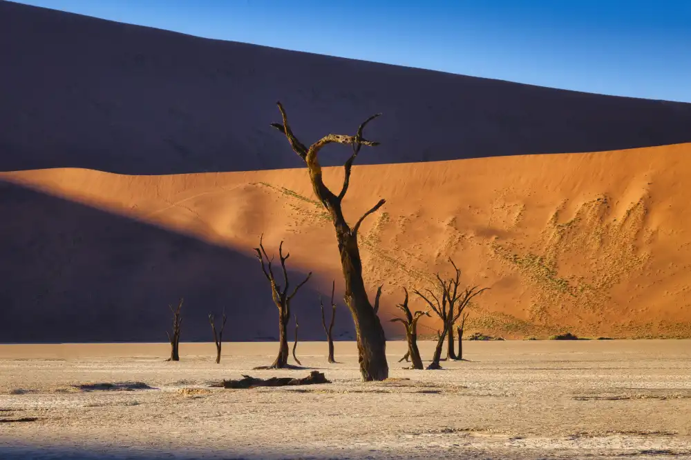 Zheng, Michael: Deadvlei