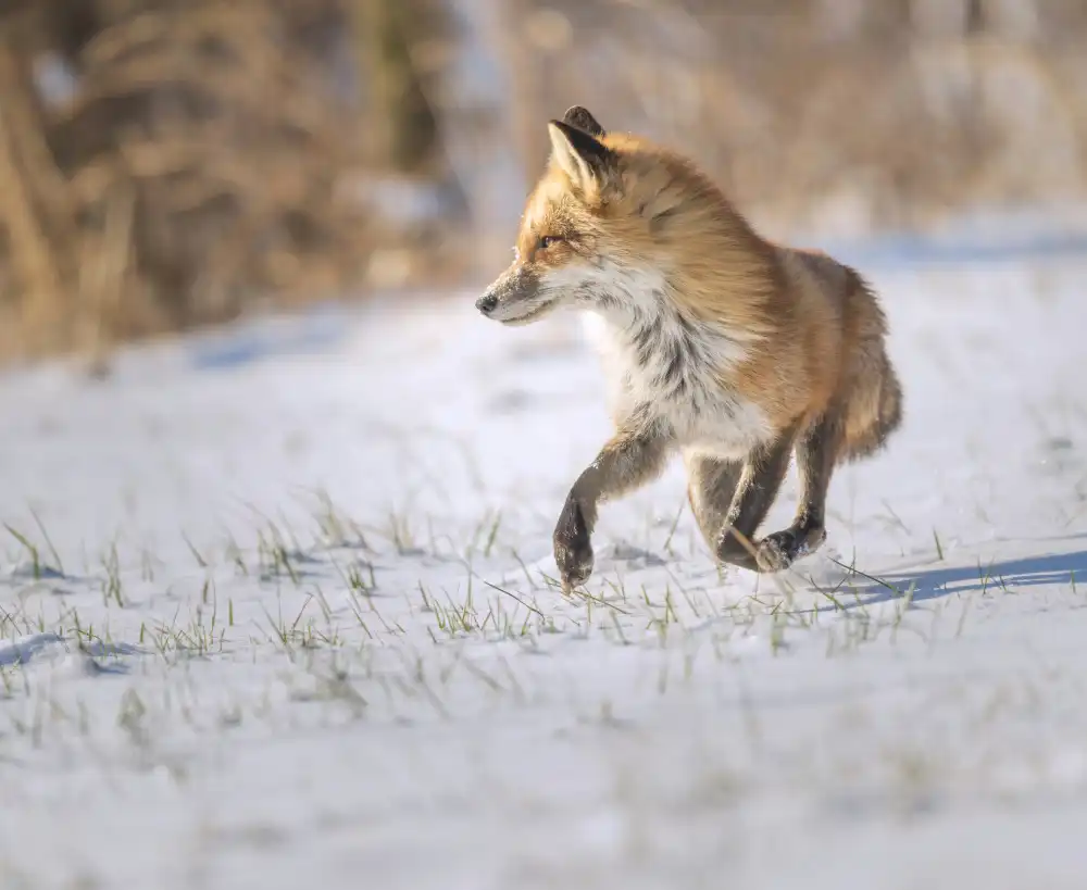 W, Deming: Running Fox