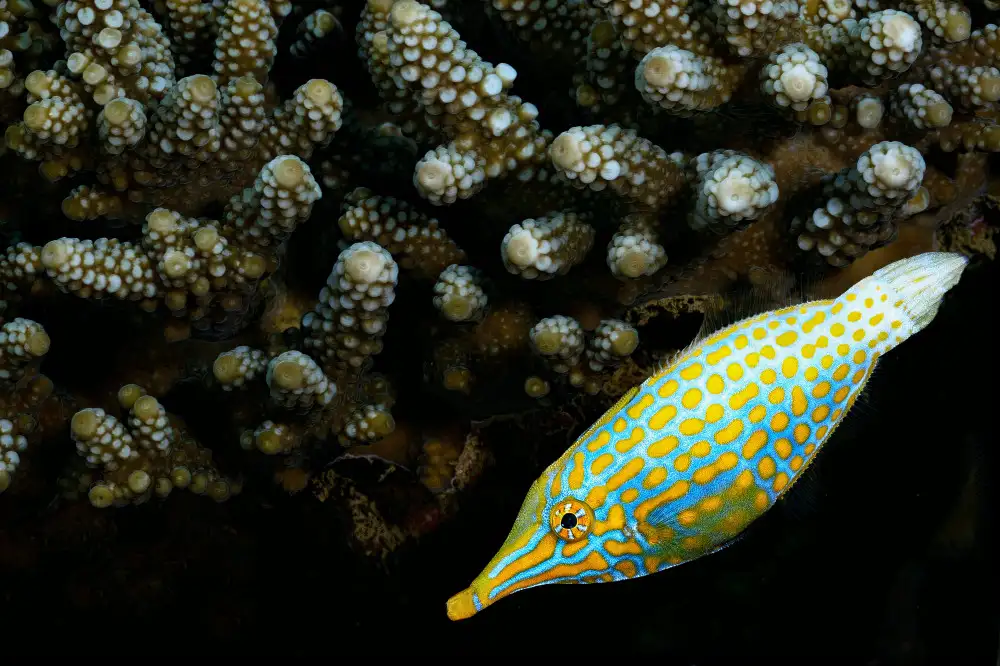 Melesan, Serge: Lime fish