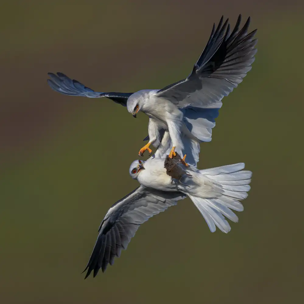 Huang, Johnson: White Tailed Kite