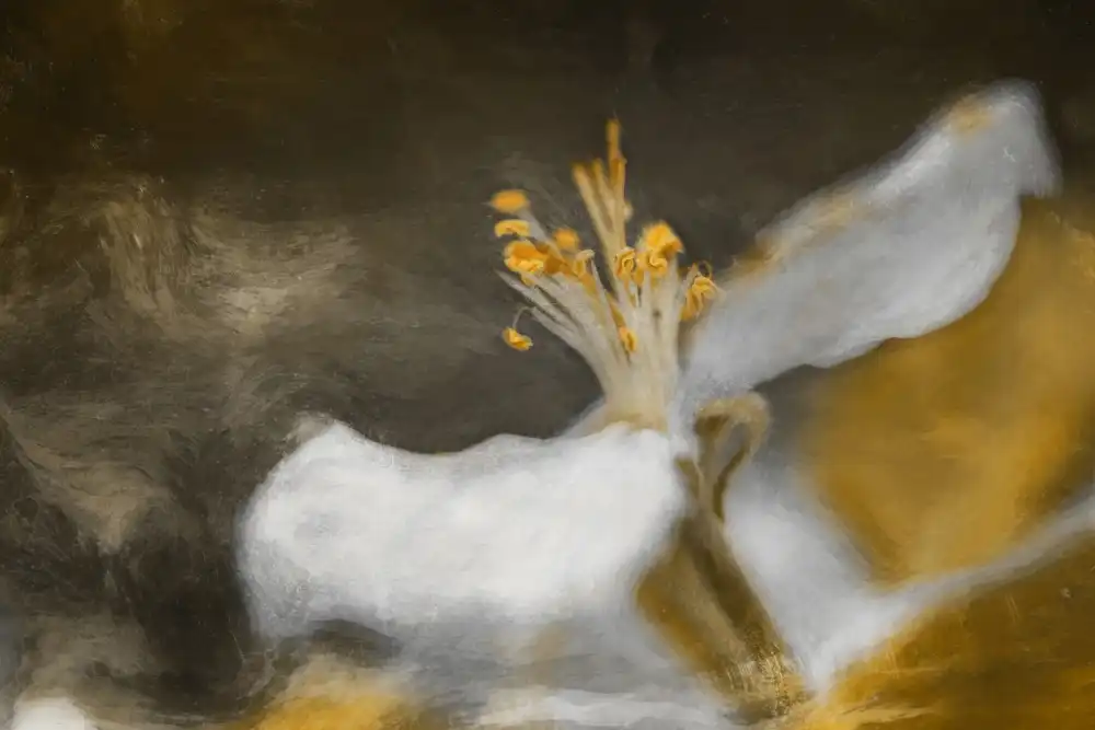 Kiral, Cicek: La fleur