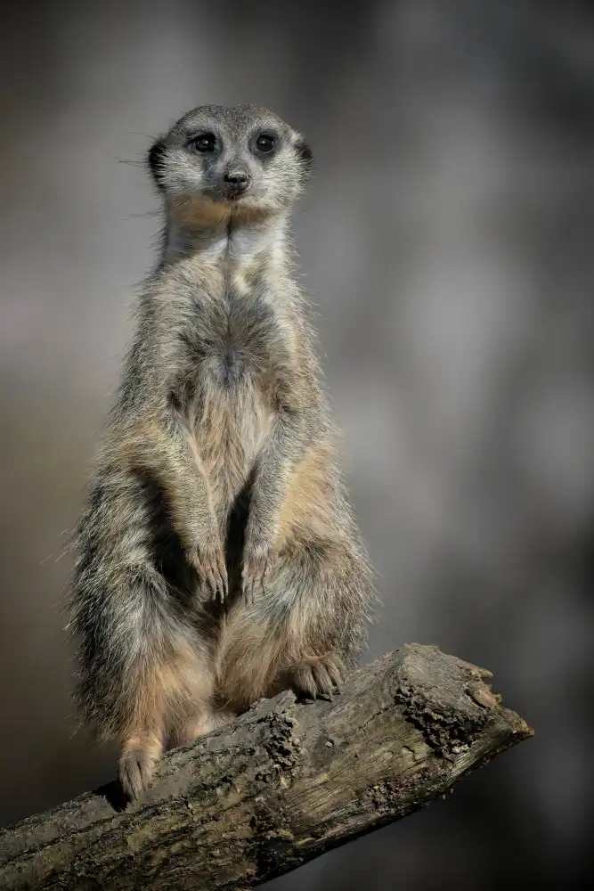 Guillemot, Mathilde: I am the Sentinel