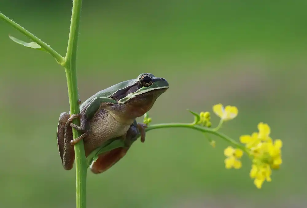 Şener, Savaş: Der Frosch