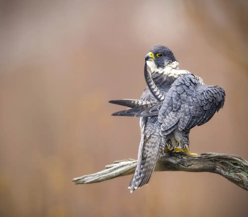 Zhu, Eugene: Preening